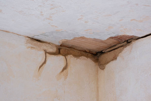 Best Professional water damage repair  in Oreana, IL